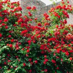 Ruža popínavá (Rosa climber) ´EDITH PIAF´® - výška 100-140 cm, kont. C5L